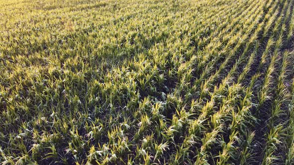 Corn Maize Agriculture Nature Field