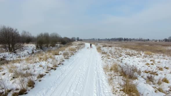 Training sled dogs on rural road in winter, aerial view