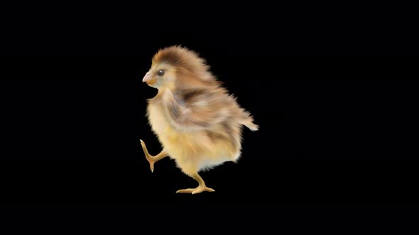 Baby Chicks Dancing 4K alt