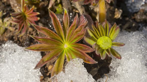 Timelapse Snow Melt and First Flowers