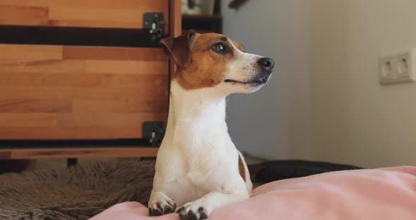 Jack Russel Terrier playing at home