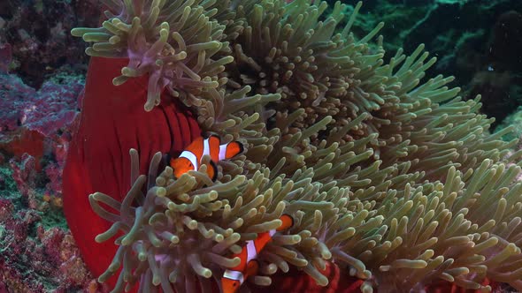 Clownfish in red soft coral. A close up shot of Clown fishes in a red soft coral located on a tropic