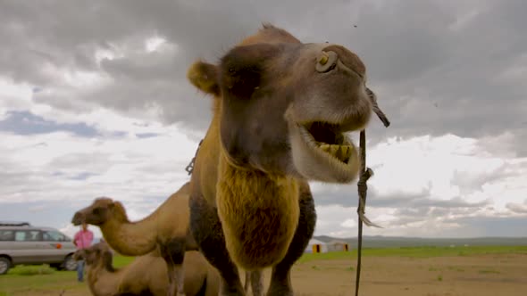 Mongolian Camels