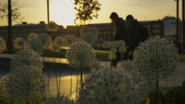 Beautiful Flowers in the Park