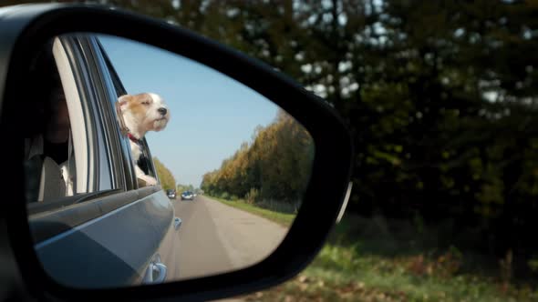 View Through the Mirror Jack Russel Dog Sticking Their Heads Out the Car Window