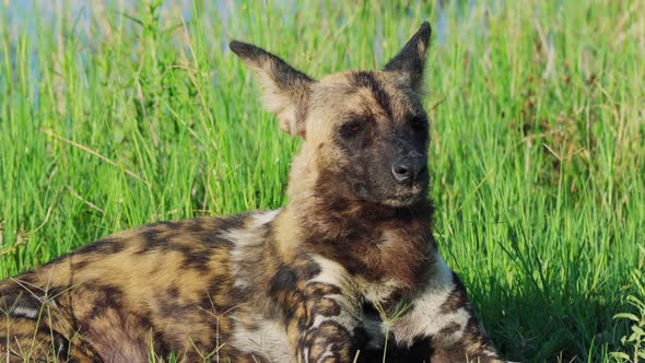 African Wild Dog With Sleepy Eyes Lying On The Grass In Khwai Nature Reserve, Botswana. - Closeup