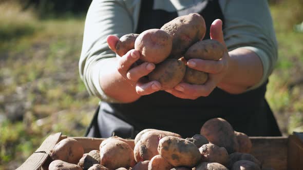 The Farmer Is Holding Raw Potatoes