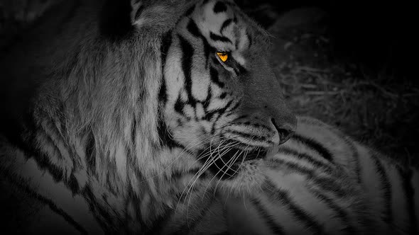 Resting Tiger Looks Up With Orange Eyes