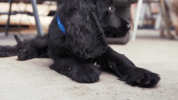 Cut puppy lying down turns looking at another dog