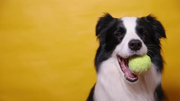 Funny Cute Puppy Dog Border Collie Holding Toy Ball in Mouth Isolated on Yellow Background