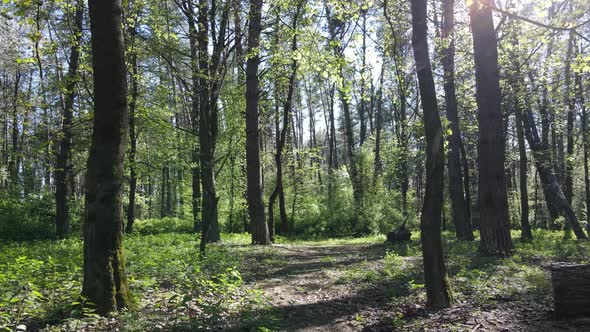 Green Forest During the Day Aerial View