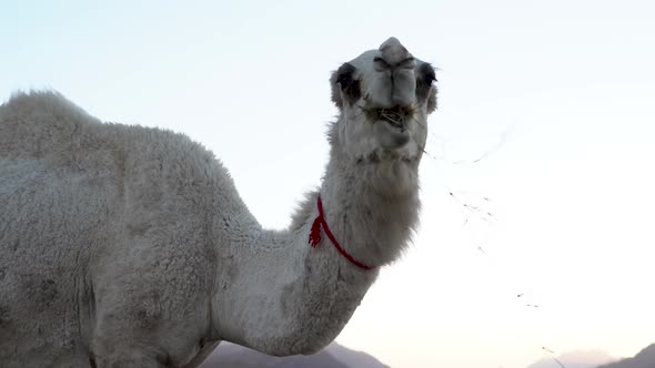 A White Hair Camel Eats Grass In The Background Of The Blue Evening Sky