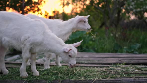 Young Goats Eat Hay in the Sunset Light at the Farm