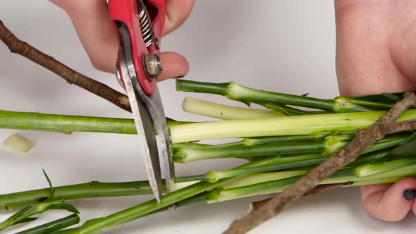 Female Hands Is Cutting Flower Stems. White. Close Up