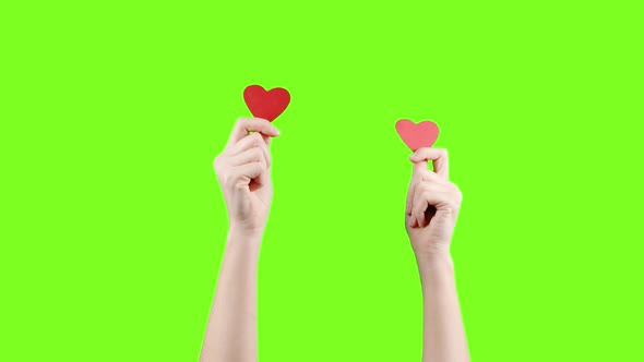 Female Blogger Hold in Hands Little Red Hearts on Green Screen