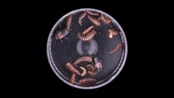 Larvae and Beetles Dermestes Lardarius Under a Microscope of Family Dermestidae