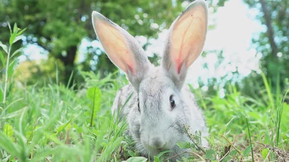 Cute Fluffy Light Gray Easter Bunny Sits on a Green Meadow in Sunny Weather Closeup