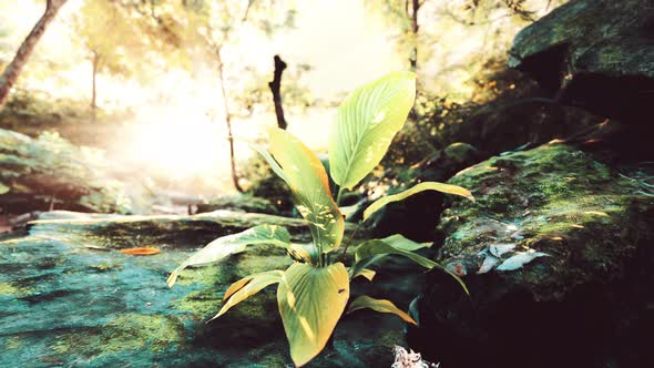 Misty Rainforest and Bright Sun Beams Through Trees Branches alt