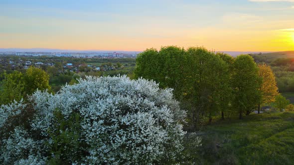 Aerial View of Blooming Garden with White Blossoming Trees in Early Spring at Sunset