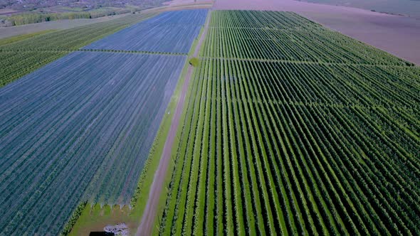 Aerial view of the Apple plantation. The cultivation of apples