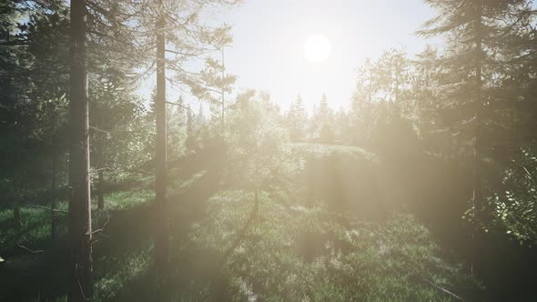 Healthy Green Trees in a Forest