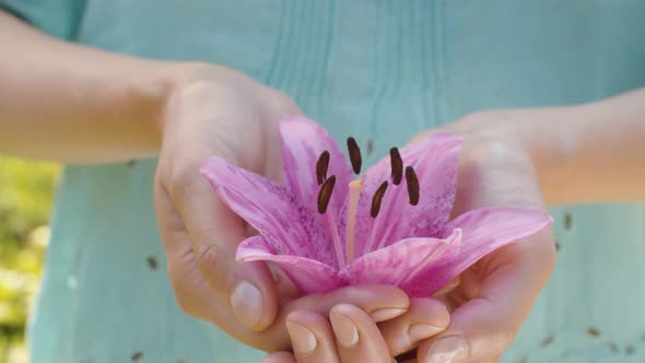 Pink Lily Flower in Female Hands