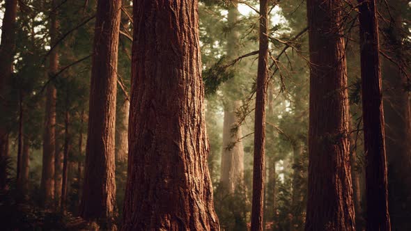 Giant Sequoias in Redwood Forest