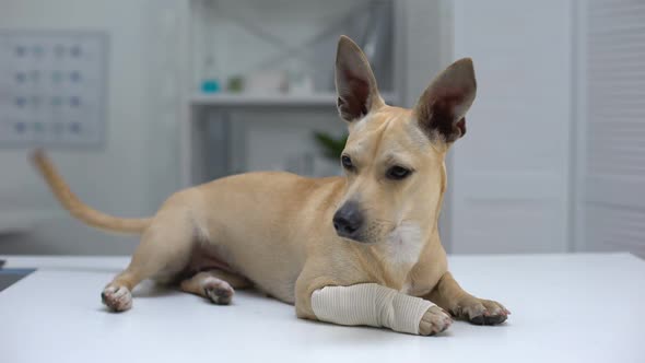 Injured Dog With Wrapped Paw Lying on Animal Clinic Table, First Aid for Pets