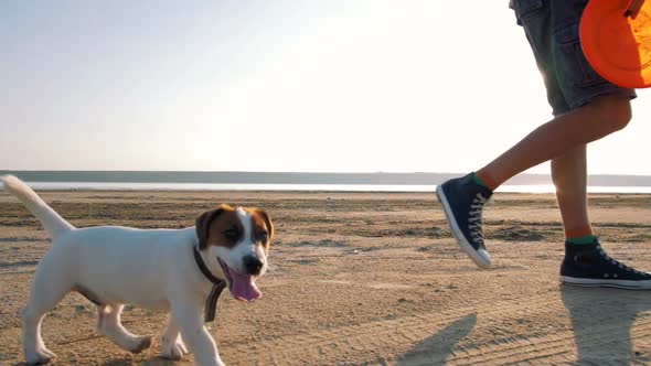 Young Happy Playing with Cute Puppy Dog Jack Russell Terrier on Beach Slow Motion