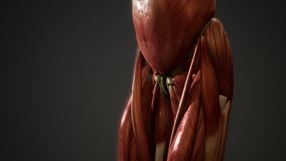 Muscular System of Human Body Animation alt