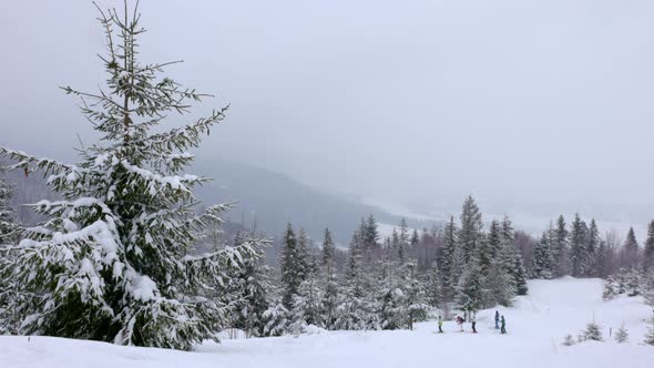 A Small Meadow Covered with Snow and Surrounded By Fir Trees in Foggy Weather in the Carpathian