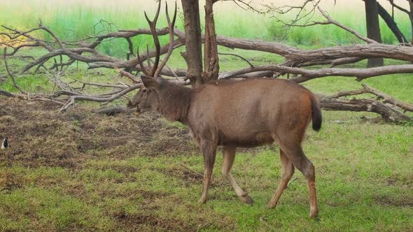 Beautiful Male Sambar (Rusa Unicolor) Deer Walking in the Forest of Ranthambore National Park