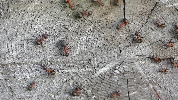 Garden ants communicate and fight on an old tree stump, closeup video shot