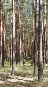 Vertical Video of Forest Landscape with Pine Trees in Summer Slow Motion