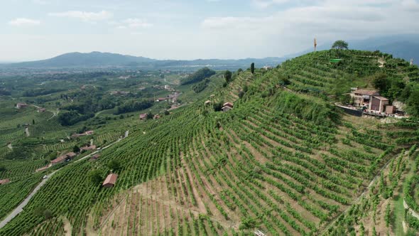 Aerial View of Vineyard Fields on the Hills in Italy Growing Rows of Grapes