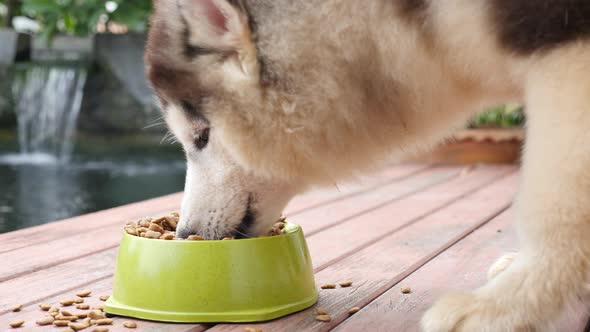 Close Up Of Siberian Husky Dog Eating Food In A Bowl On Wooden Floor