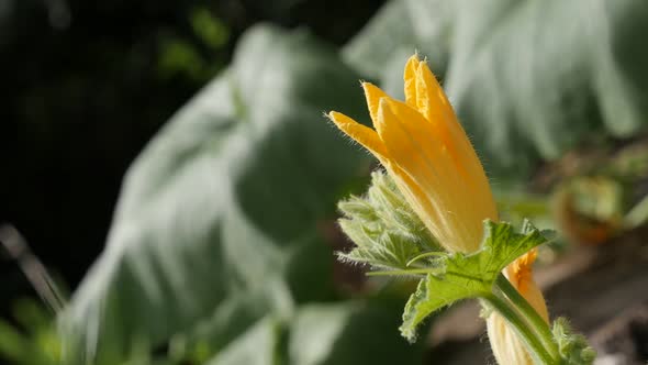 Close-up of pumpkin  squash plant     slow-mo 1080p FullHD footage - Slow motion of yellow Cucurbita