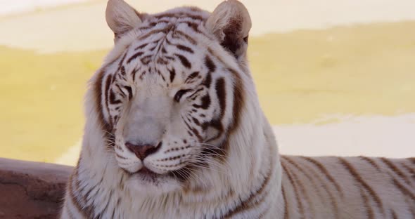 Animals 003 - White Tiger