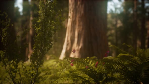 Early Morning Sunlight in the Sequoias of Mariposa Grove