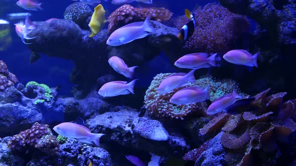 Species of Soft Corals and Fishes in Lillac Aquarium Under Violet or Ultraviolet Uv Light