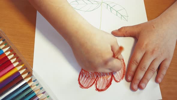 A Child's Hand Decorates a Tulip Flower with Colored Pencils