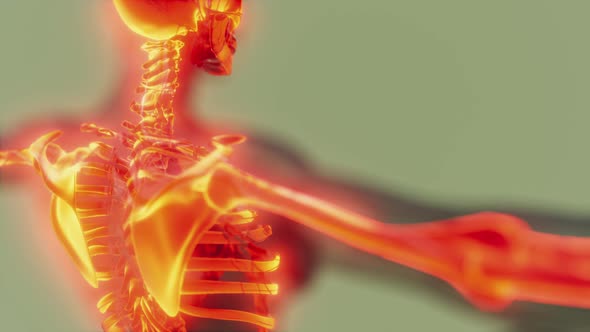 Visible Illustrated Human Skeleton Bones alt