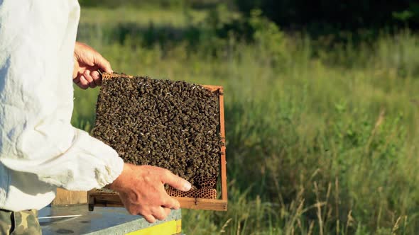 Frame is full of working bees in the hands of beekeeper on the apiary.