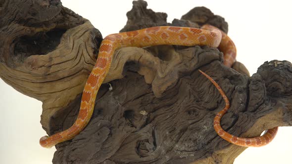 Tiger Python Molurus Bivittatus Morph Albine Burmese on Wooden Snag in White Background