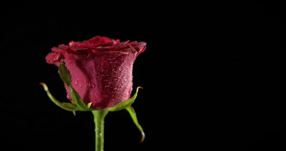 Opened rose in the dark.