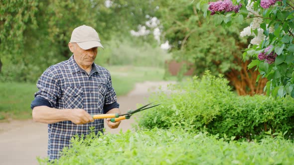 Male Gardener Cutting Ornamental Bushes with Scissors Near Private Yard