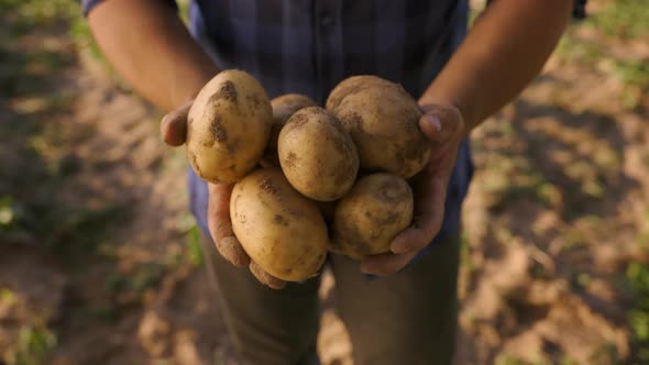 Hands Showing Heap of Fresh Raw Potatoes