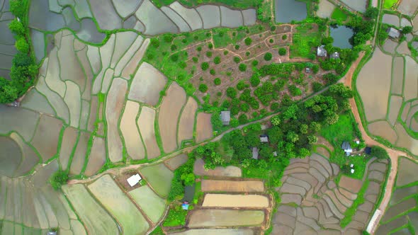 Aerial drone of Rice terraces and fields