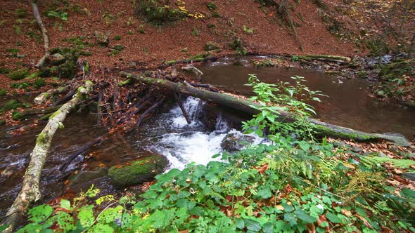 Mountain River with Autumn Logs and Leaves