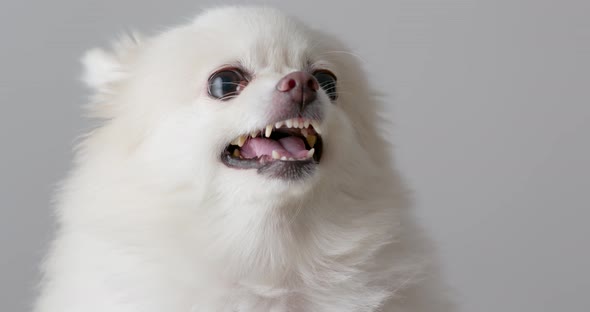 White Pomeranian dog feeling angry